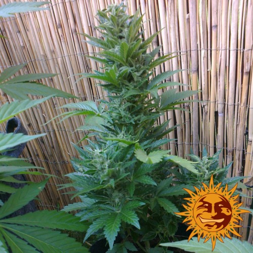 Malana Bomb autoflower buiten kweken - Barney's Farm