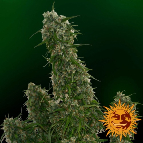 Malana Bomb autoflower top - Barney's Farm