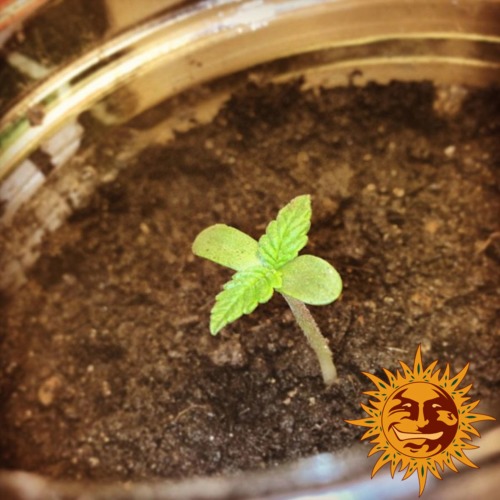 Malana Bomb autoflower zaailing - Barney's Farm