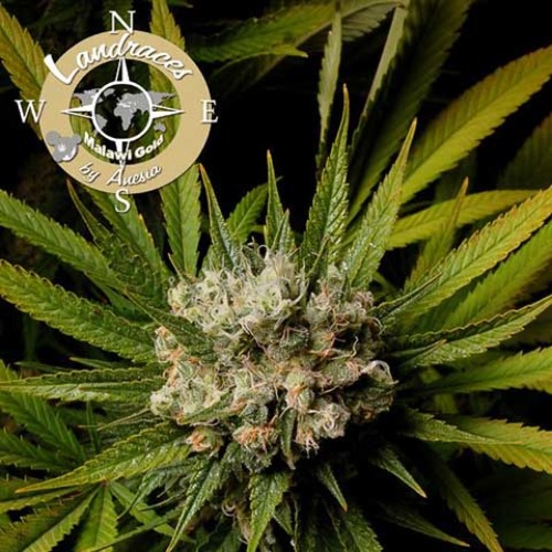 Malawi Gold - Anesia Seeds