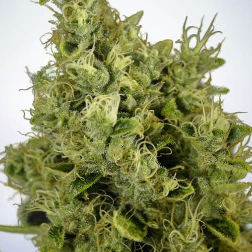 Mandarin Haze - Ministry of Cannabis