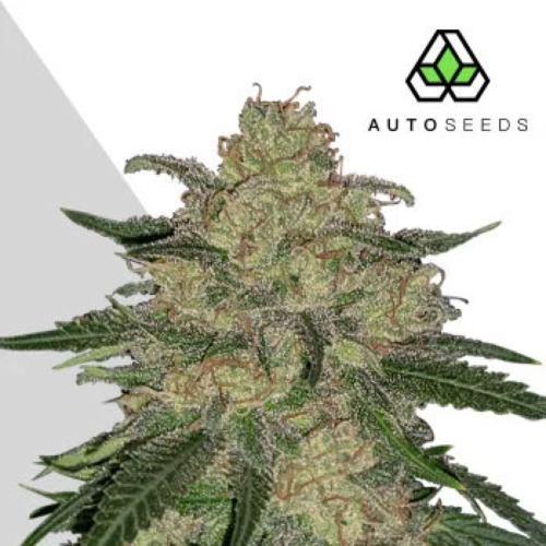 Mango Cookies Auto - Auto Seeds