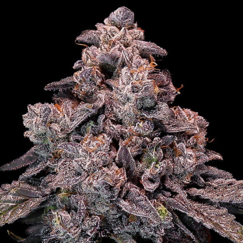 Mangosteen Glitch Auto 