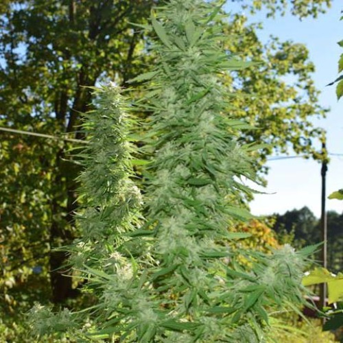 Maya Gold - Sumo Seeds buiten