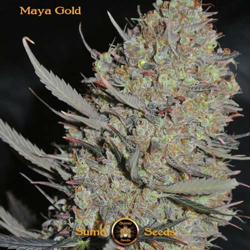 Maya Gold - Sumo Seeds Top oogstrijp