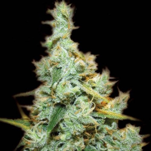 Medical AMG Haze - Kera Seeds