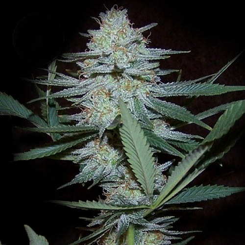 Medical Cheese - Kera Seeds