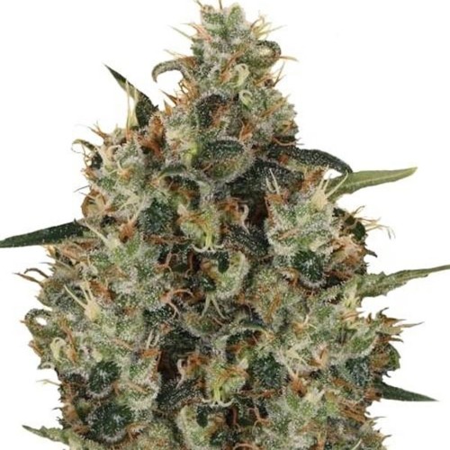Medical Mass - Royal Queen Seeds