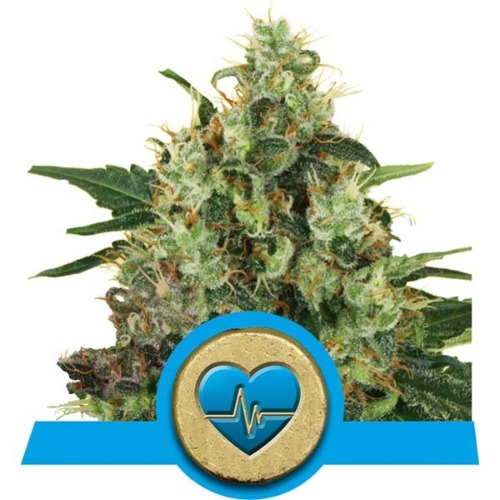 Medical Mass wietsoort - Royal Queen Seeds