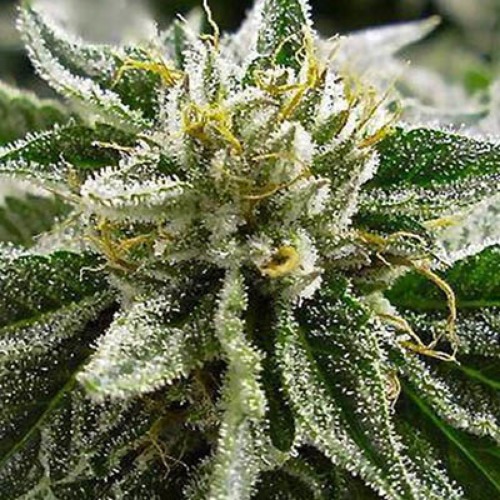 Canadian Kush 2.0 - Medical Seeds