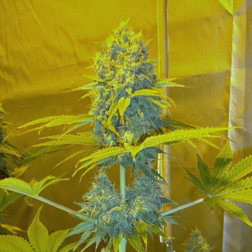 Channel+ - Medical Seeds lange wiet top