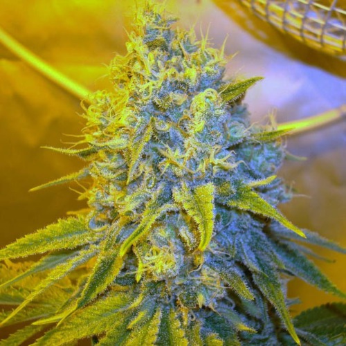 Channel+ - Medical Seeds close up wiet top