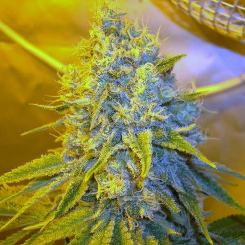 Channel+ - Medical Seeds close up wiet top