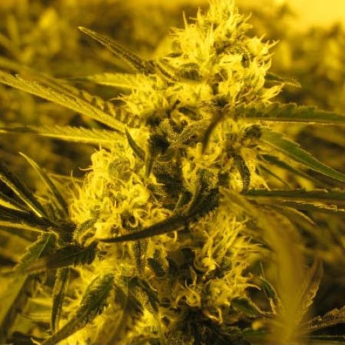 Channel+ - Medical Seeds close up wietplant