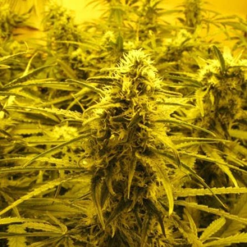 Channel+ - Medical Seeds wiet kweken binnen