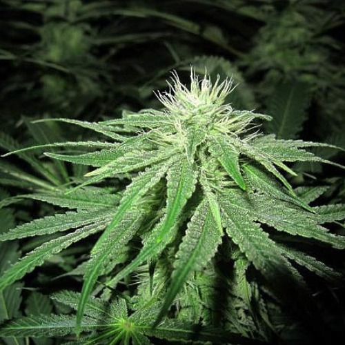 Devil Fruit - Medical Seeds begin bloeiperiode wietplant