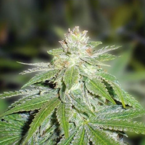 Devil Fruit - Medical Seeds wietplant in bloei