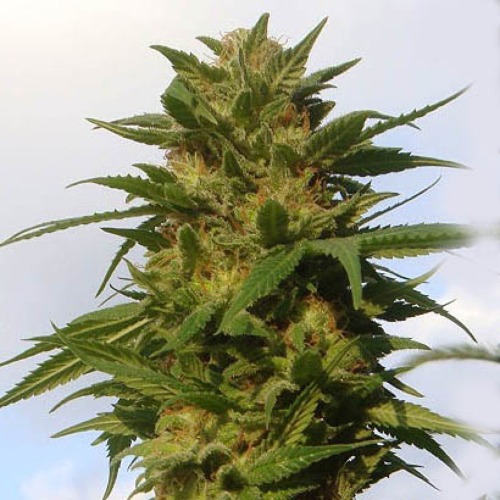 Devil Fruit - Medical Seeds