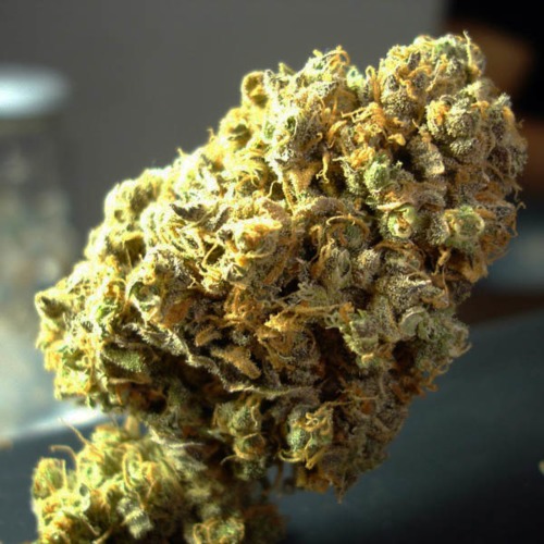 No Name - Medical Seeds