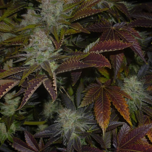 Prozack - Medical Seeds wiet kweken wietplant