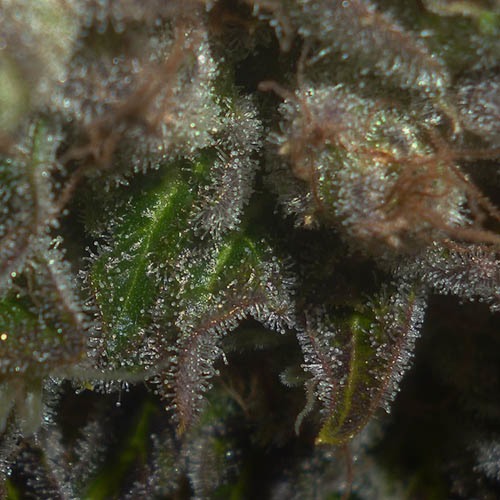 Prozack - Medical Seeds wiet kweken close up
