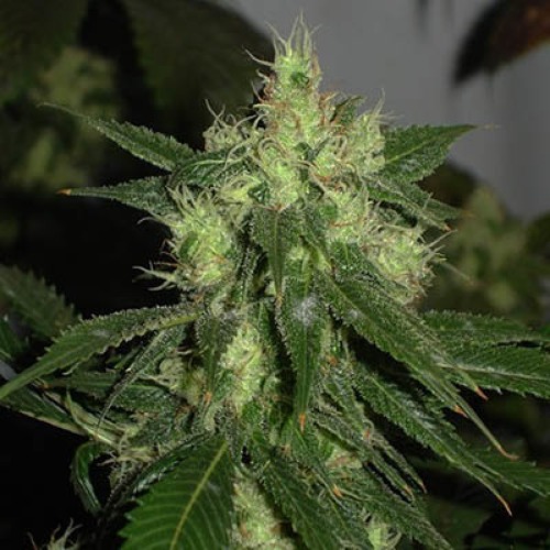 Sour Diesel - Medical Seeds