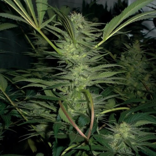 White Widow - Medical Seeds