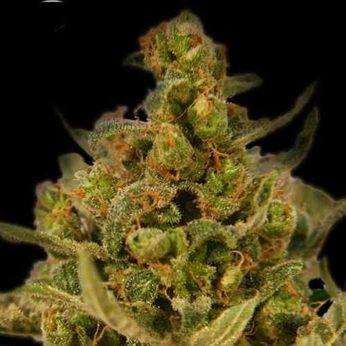 Medical Skunk - Kera Seeds