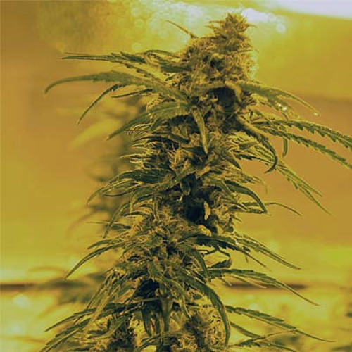 Black Blood - Medicann Seeds