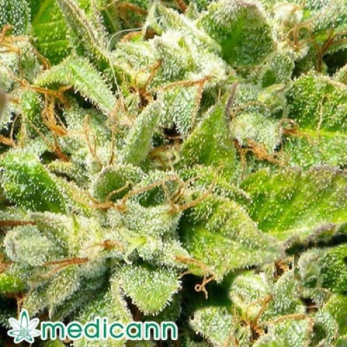 Bubba Kush - Medicann Seeds