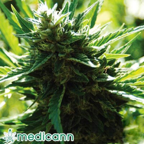 Cali Jack - Medicann Seeds