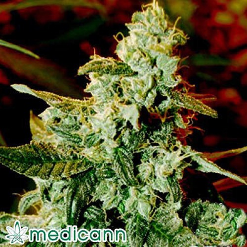 Kush Fromage Auto - Medicann Seeds