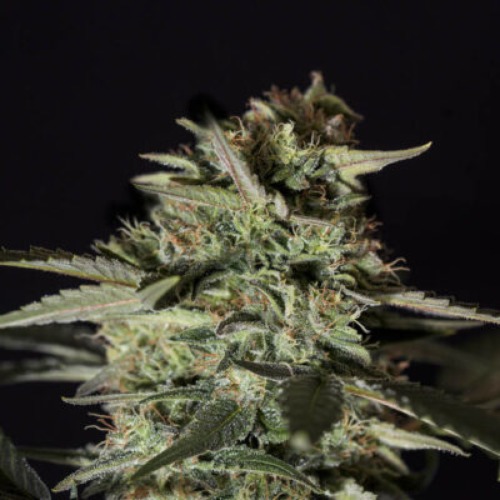 Medizinal CBD - Genehtik Seeds