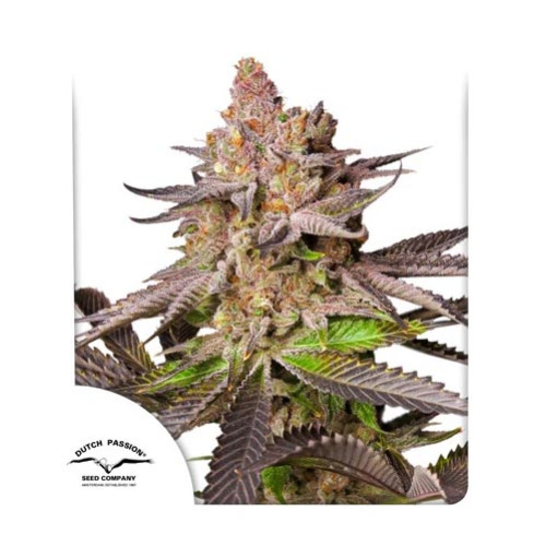 Melonade Runtz Auto - Dutch Passion