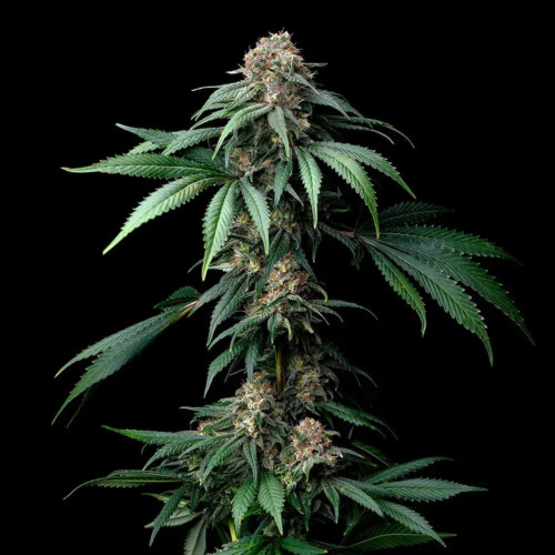 Mendo Breath - Barney's Farm