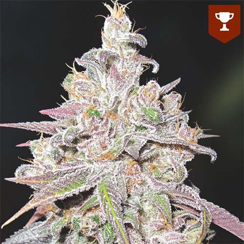 Mendocino Chanel Kush - Medical Seeds