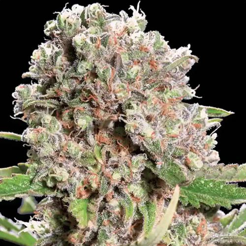 Chong's Choice - Mendocino Skunk - Paradise Seeds