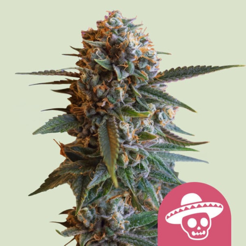 Mexican Rush - Royal Queen Seeds