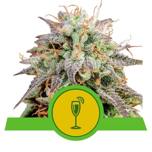 Mimosa Automatic - Royal Queen Seeds
