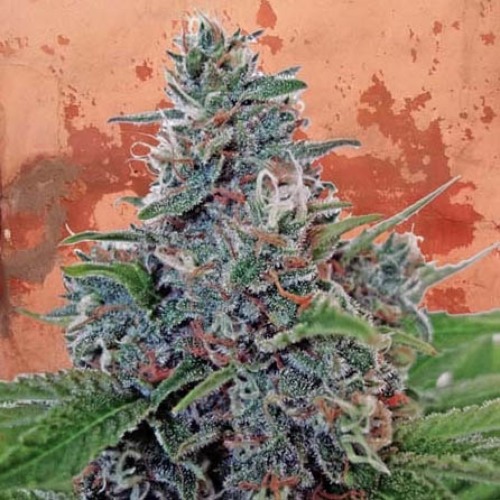 Auto Blue Amnesia - Ministry of Cannabis