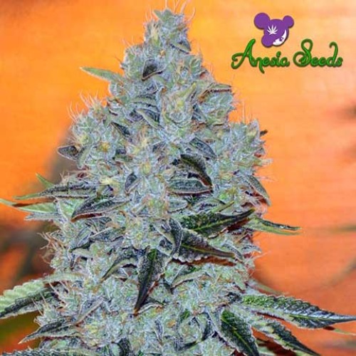 Mob Boss - Anesia Seeds