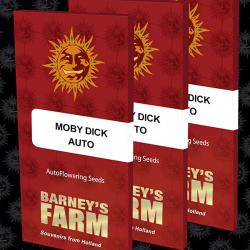 Moby Dick Auto - Barney's Farm