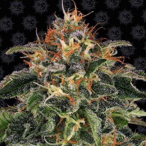 Moby Dick - Barney's Farm