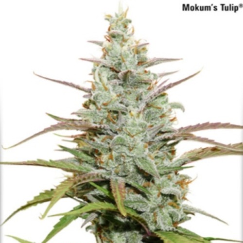 Mokum's Tulip - Dutch Passion