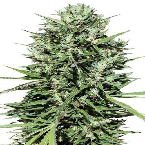 Moroccan Beldia Kif - Ace Seeds