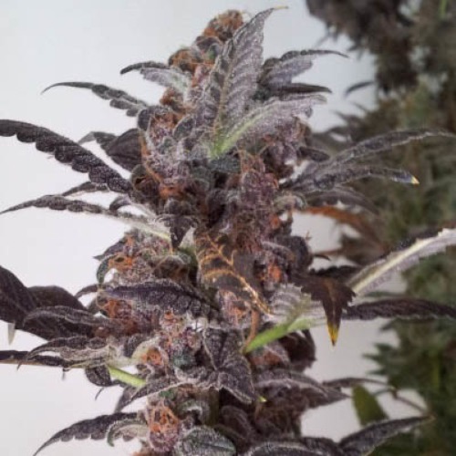 Ny Purple Diesel Next Generation