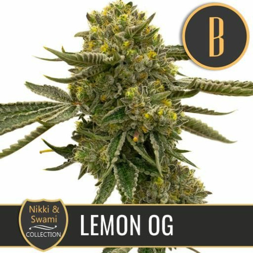 Nikki & Swami's Lemon OG - Blimburn Seeds