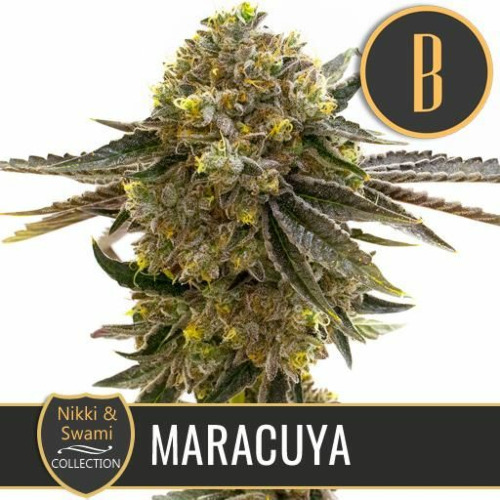 Nikki & Swami's Maracuya - Blimburn Seeds