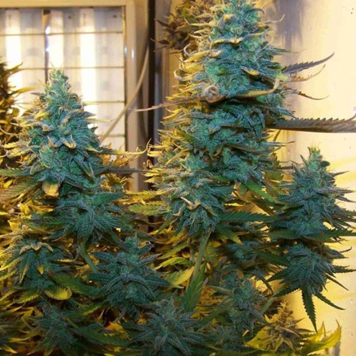 AK48 - Nirvana wietplant met toppen