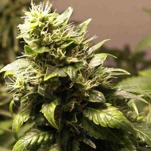 AK48 - Nirvana wiettop wietplant in bloei